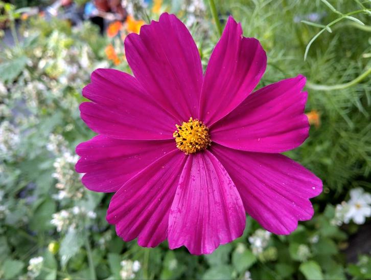Cosmea zaadjes uit biologische tuin, Tuin en Terras, Bloembollen en Zaden, Zaad, Voorjaar, Volle zon, Ophalen of Verzenden