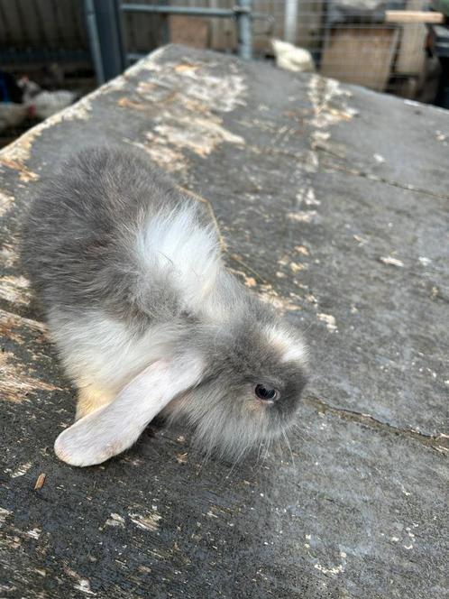 Te koop jonge voshangoortjes, Dieren en Toebehoren, Konijnen, Dwerg, Meerdere dieren, 0 tot 2 jaar, Hangoor