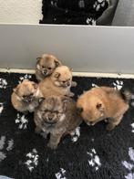Pomeriaan Bearface 5 pups te koop, Dieren en Toebehoren, Honden | Poolhonden, Keeshonden en Oertypen, Particulier, Meerdere, Keeshond