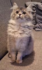 Britse langhaar kittens beschikbaar mogen verhuizen, Dieren en Toebehoren, Katten en Kittens | Raskatten | Langhaar, Meerdere dieren