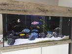 Aquarium met veel toebehoren en accessoires, Dieren en Toebehoren, Vissen | Aquaria en Toebehoren, Ophalen, Gebruikt, Leeg aquarium