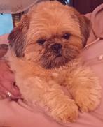 Dekreu Maltezer/Shih Tzu   NIET TE KOOP, Reu, 1 tot 2 jaar, Eén hond, Nederland