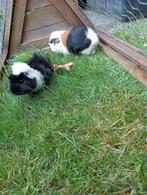 2 jonge cavia's zeugjes van april., Dieren en Toebehoren, Knaagdieren, April, Vrouwelijk, Cavia