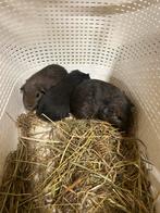 3 jonge cavia zeugjes, Dieren en Toebehoren, Knaagdieren, September, Vrouwelijk, Cavia