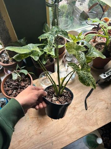 Syngonium ‘Mojito’ #9 beschikbaar voor biedingen
