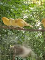 kanaries, Dieren en Toebehoren, Vogels | Kanaries, Meerdere dieren, Kleurkanarie