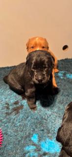 Nog slechts 1 teefje beschikbaar! Prachtige Boulab pups, Dieren en Toebehoren, CDV (hondenziekte), 8 tot 15 weken, Groot, Meerdere