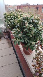 Winter harde planten in terracotta potten, Ophalen, Zomer, Volle zon, Overige soorten