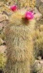 Echinopsis (Helianthocereus) Tarijensis. Potmaat 50cm, Huis en Inrichting, Ophalen, Bloeiende kamerplant, 150 tot 200 cm, Volle zon