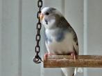 Grasparkieten in verschillende kleuren!, Dieren en Toebehoren, Vogels | Kanaries, Meerdere dieren