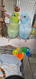 Twee prachtige mannelijke Forpussen te koop, Mannelijk, Papegaai, Geringd