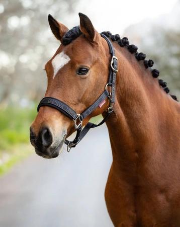 LeMieux Logo Halster Cinder Cob + Full SALE -45%! beschikbaar voor biedingen