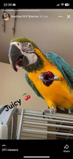 Vogel macaw ara, Vrouwelijk, Parkiet, Pratend