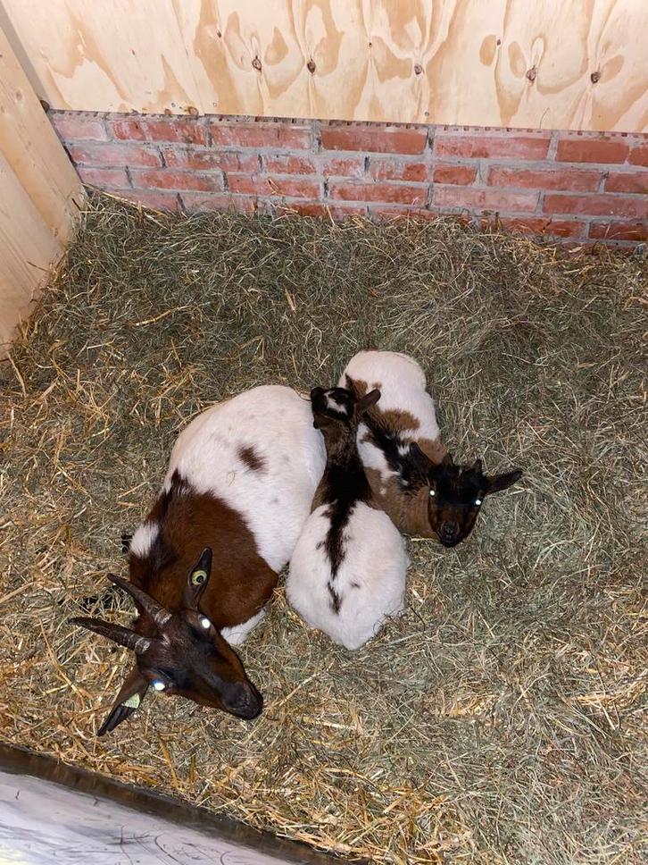 Dwerggeiten te koop, Dieren en Toebehoren, Schapen, Geiten en Varkens, Geit, Meerdere dieren, 0 tot 2 jaar