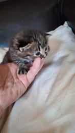 Droepies te koop, 0 tot 2 jaar