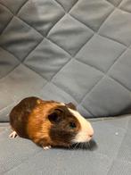 Mooie cavias Te koop! beertjes, Mei, Mannelijk, Cavia