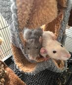 2 mannetjes ratten + eventueel keddoc kooi, Dieren en Toebehoren, Knaagdieren, April, Mannelijk, Rat