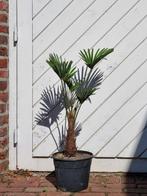 AANBIEDING: TRACHYCARPUS WAGNERIANUS OF MEERSTAMMIG FORTUNEI, In pot, Halfschaduw, Ophalen of Verzenden, 100 tot 250 cm