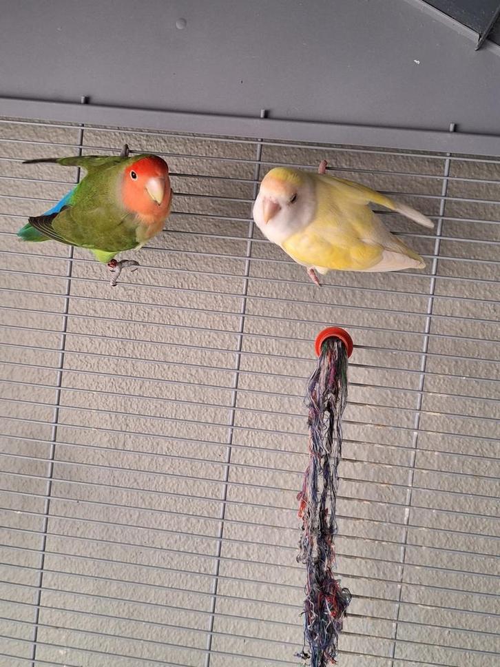 Valkparkiet , grasparkiet en agapornis, Dieren en Toebehoren, Vogels | Parkieten en Papegaaien, Parkiet, Meerdere dieren