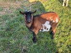 Dwerggeit., Dieren en Toebehoren, Vrouwelijk, Geit