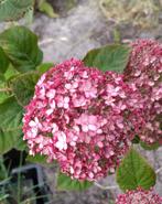 Tuin = Struik = Hortensia - Hydrangea - 80cm, Ophalen, Hortensia, Minder dan 100 cm