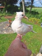 Jonge duif, Dieren en Toebehoren, Vogels | Duiven, Geslacht onbekend, Tortelduif