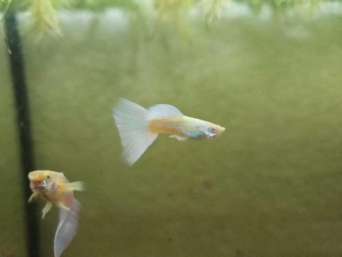 Albino platinum guppen, Dieren en Toebehoren, Vissen | Aquariumvissen, Zoetwatervis, Vis