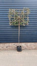 Olijfwilg (Elaeagnus ebbingei) ❗️🌿Leiboom🌿❗️, Tuin en Terras, Ophalen, Halfschaduw