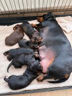 Lieve teckel puppy’s, Dieren en Toebehoren, Korthaar, Dwerg, Meerdere, Meerdere dieren