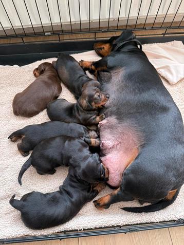 Lieve teckel puppy’s beschikbaar voor biedingen
