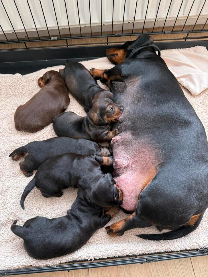 Lieve teckel puppy’s, Dieren en Toebehoren, Honden | Teckels en Dashonden, Meerdere dieren, Korthaar, Dwerg, Particulier, Meerdere