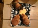 Cavia beertjes 5 weken oud, Dieren en Toebehoren, Knaagdieren, Cavia, Augustus, Mannelijk, Tam