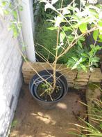 vlinderplant met pot, Tuin en Terras, Planten | Tuinplanten, Volle zon, Vaste plant, Zomer, Ophalen