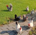 Chabo's - diverse kleurslagen, Dieren en Toebehoren, Pluimvee, Vrouwelijk, Kip