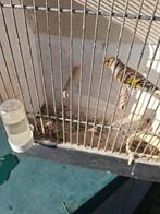 Putter/kanarie bastaard, Dieren en Toebehoren, Vogels | Overige Vogels, Mannelijk, Wildzangvogel, Geringd