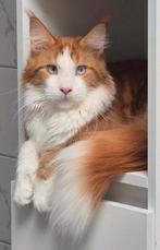 Maine coon dekkater met stamboom, blauw oog, polydactyl (NTK, Kater, Gechipt, 0 tot 2 jaar