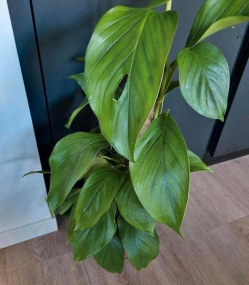 monstera acacoyaguensis stek, Huis en Inrichting, Kamerplanten, Overige soorten, Minder dan 100 cm, Ophalen of Verzenden