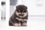 Bearface Pomeriaan/Pomeranian Reutje binnenkort in NL, Dieren en Toebehoren, 15 weken tot 1 jaar, Reu, Buitenland, Meerdere