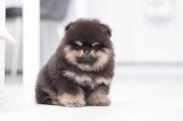 Bearface Pomeriaan/Pomeranian Reutje binnenkort in NL beschikbaar voor biedingen
