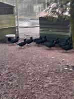 Smaragd eenden, Dieren en Toebehoren, Pluimvee