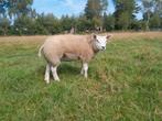 Wittetexelaar ooilam vader BLAUWETEXELAAR, Dieren en Toebehoren, Vrouwelijk, Schaap