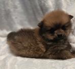 Te koop mooie dwergkees puppies (pomeriaan), Nederland, Keeshond, CDV (hondenziekte), 8 tot 15 weken