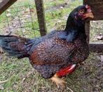 1 indische vechthoen groot hen kip, Dieren en Toebehoren, Pluimvee, Vrouwelijk, Kip