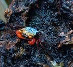 Geosesarma sp. golden eye vampierkrab, Dieren en Toebehoren, Overige soorten