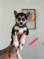 Prachtige husky x akita pups!, Dieren en Toebehoren, Rabiës (hondsdolheid), Overige rassen, 8 tot 15 weken, Meerdere