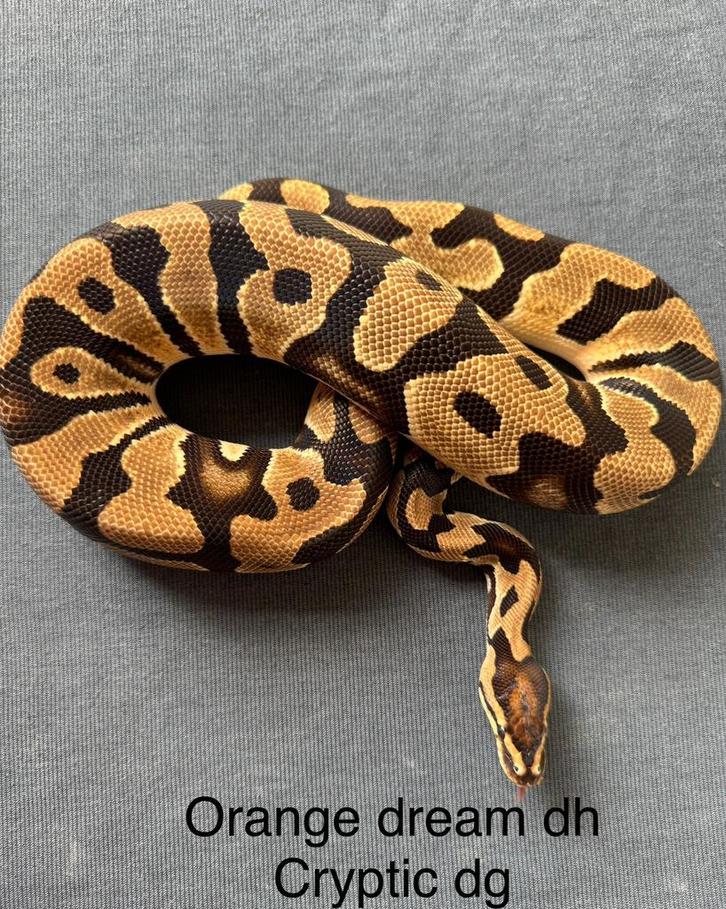 Orange Dream dh Cryptic Desert Ghost man koningspython, Dieren en Toebehoren, Reptielen en Amfibieën, Slang