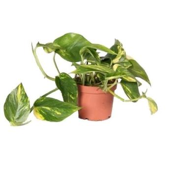 Kamerplanten / Epipremnum Aureum in div. Maten  beschikbaar voor biedingen