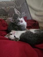 2 lieve aanhankelijke kittens, Dieren en Toebehoren, Katten en Kittens | Overige Katten, Meerdere dieren, Kortharig, 0 tot 2 jaar