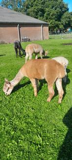 Alpacas, Dieren en Toebehoren, Juni, Vrouwelijk
