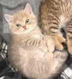 Britse Korthaar Kitten (NOG 1 man)KİTTEN Beschikbaar), Dieren en Toebehoren, Katten en Kittens | Raskatten | Korthaar, Meerdere dieren